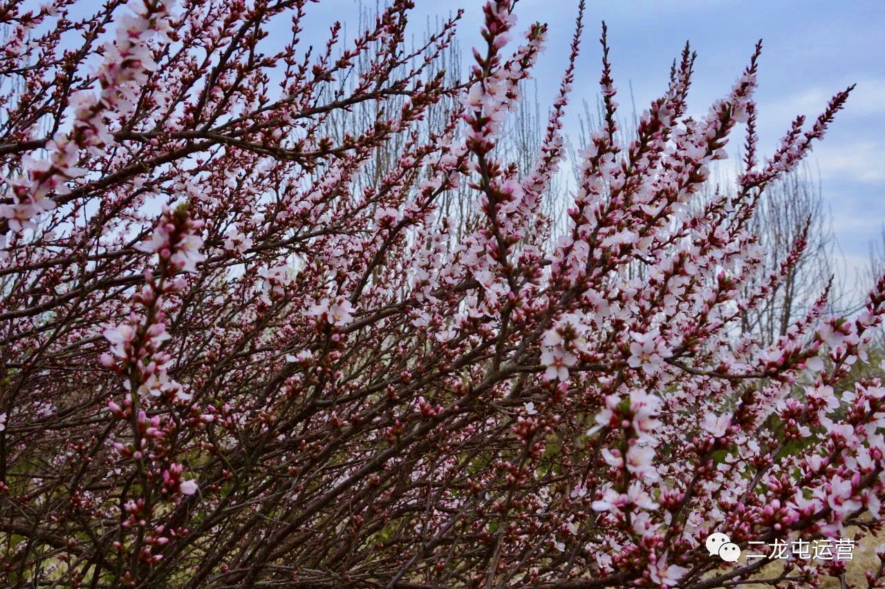 春暖花开，未来可期(图12)