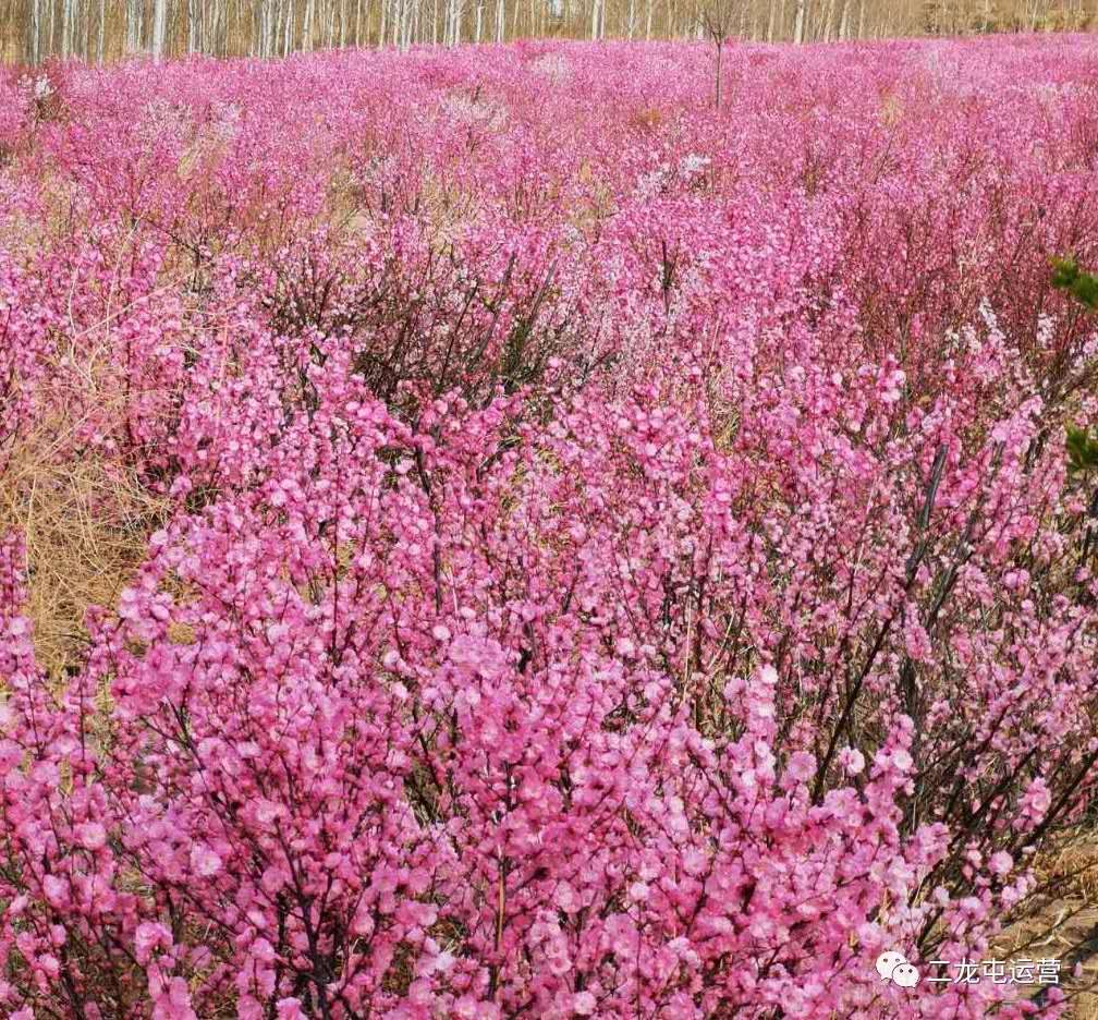 春暖花开，未来可期(图10)