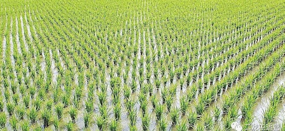 二龙屯引领共享农业新模式(图4) 二龙屯引领共享农业新模式(图4)