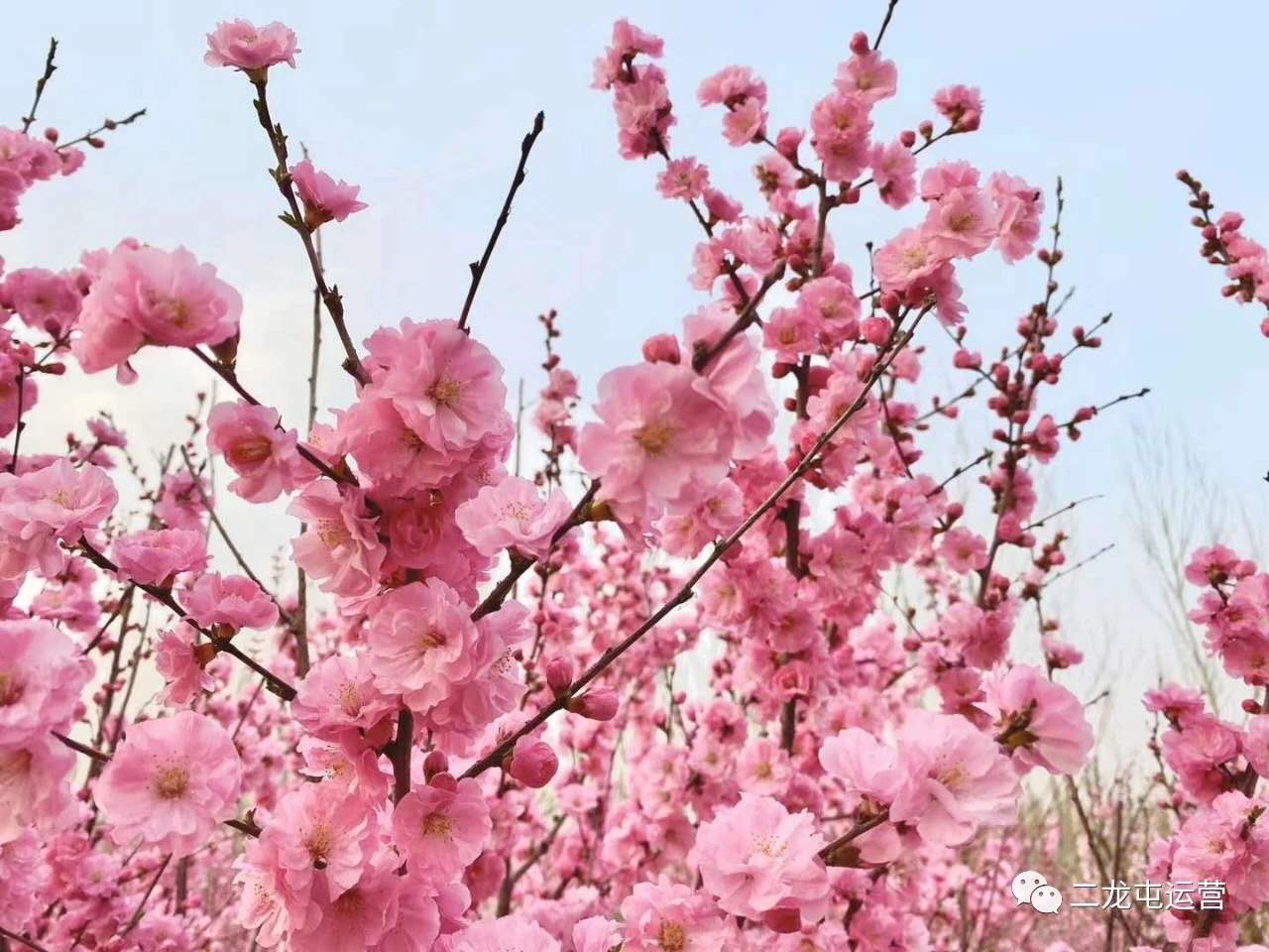 春暖花开，未来可期(图8)
